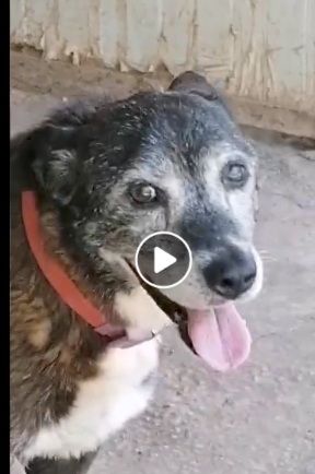 Lady 12anni nera..1vita in canile. Chi può adottarla? NAPOLI - Foto 7