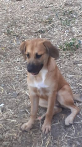 Ofelia cucciola - Foto 2