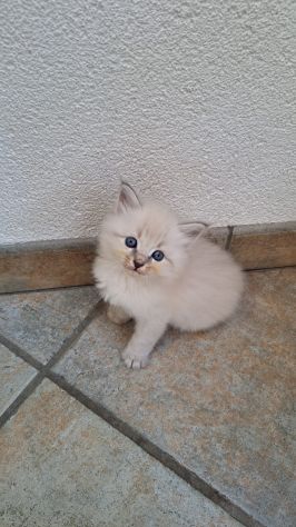 🐾Gattini di razza siberiana ipoallergenici🐾 - Foto 7