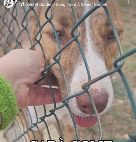LO SGUARDO DI MACCHIA, GIOVANE CAGNOLINA IN ADOZIONE - Foto 4