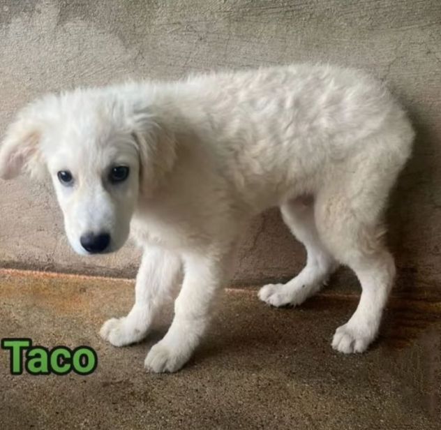 CUCCIOLI IN ADOZIONE MIX GOLDEN PMA - Foto 8