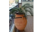 Cycas con giare