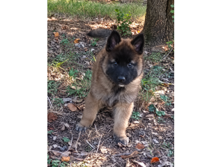 Cuccioli Pastore Belga Tervueren