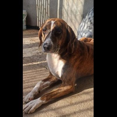 AKY E LA SUA STORIA CAGNOLINO IN ADOZIONE - Foto 2
