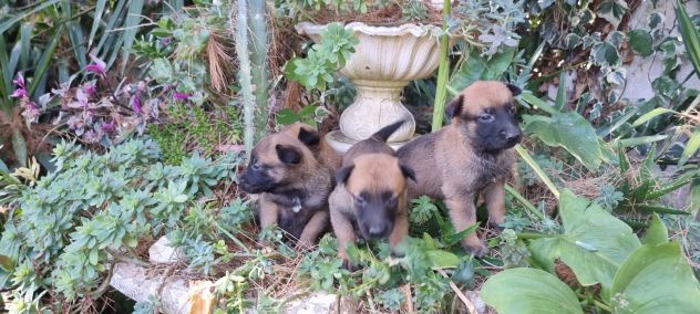 Allevamento Pastore Belga Malinois Cuccioli con pedigree Napoli Salerno - Foto 4