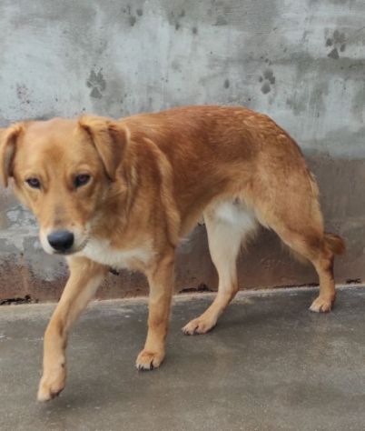 ZACK E FABER IN RECLUSIONE SENZA COLPA. CAGNOLINI IN ADOZIONE - Foto 3