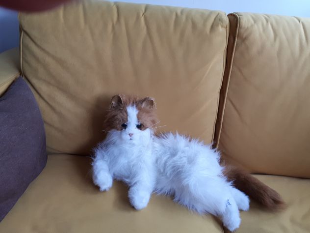 Gatto gioco