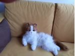 Gatto gioco