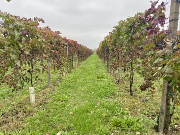 C025. TRA CARPI E CAMPOGALLIANO. TERRENO AGRICOLO USO VIGNETO PRODUTTIVO. - Foto 3