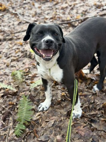 ROSA, mix STAFFY incredibilmente coccolona! - Foto 3