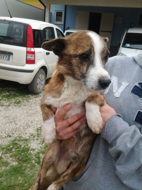 BARTOLINO, adozione del cuore - Foto 2