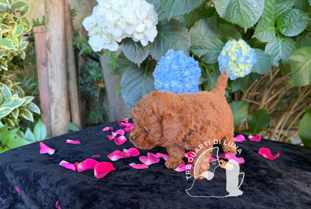 Barboncino Toy – Cuccioli Selezionati - Foto 3