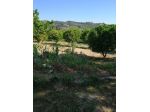 Terreno Agricolo