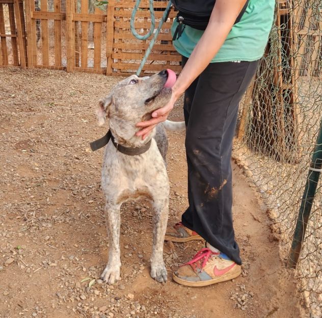 Mix molossino 2anni buono e bellissimo! CALABRIA - Foto 4