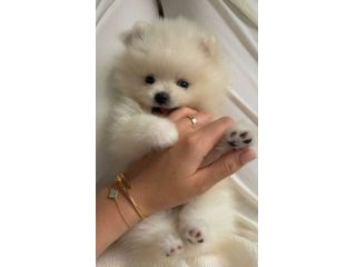 VOLPINI SPITZ DI POMERANIA CUCCIOLI pag. agevolato