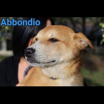 RODRIGO E ABBONDIO CUCCIOLI IN ADOZIONE - Foto 7