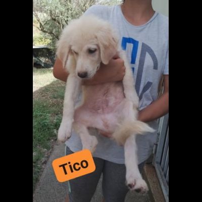 TICO E TACO MERAVIGLIE DI CUCCIOLI MIX GOLDEN/PMA IN ADOZIONE - Foto 9