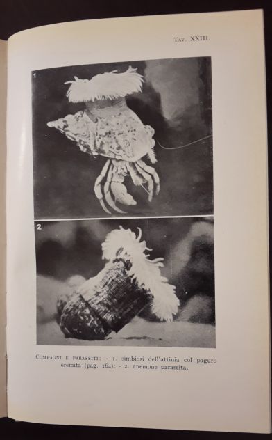 NOI E I NOSTRI COMPAGNI DI VIAGGIO, MARIA BARGONI STURA, G. PRINCIPATO 1941. - Foto 9