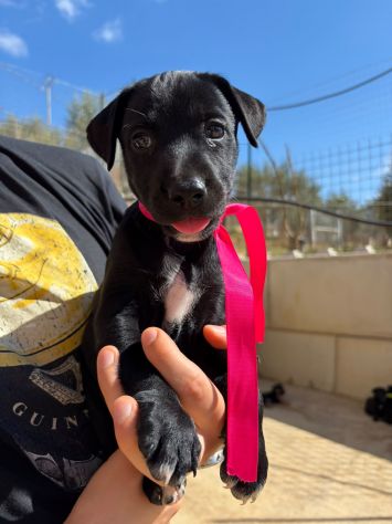 CARAMELLO, LEONE, BALOO, GINEVRA E MARTINA,80 GIORNI: CERCANO CASA! - Foto 5