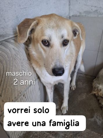 THOR 2 ANNI SIMIL LABRADOR TAGLIA MEDIA - Foto 2