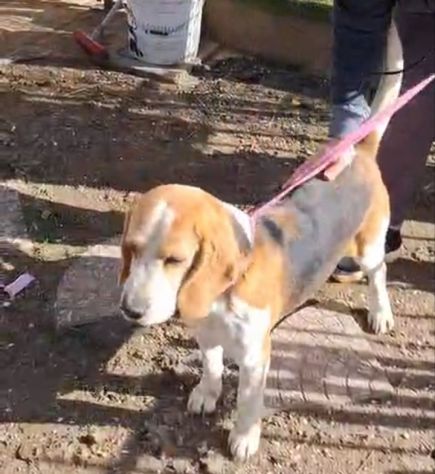 Alvin: nonnino Beagle dolcissimo. Lo cedono - Foto 6