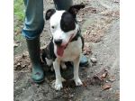 Amstaff 6/7anni ha tanto bisogno di trovare casa! Pavia