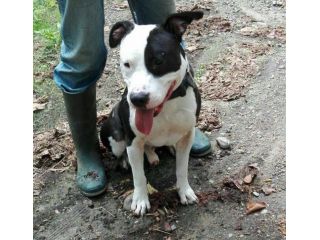 Amstaff 6/7anni ha tanto bisogno di trovare casa! Pavia