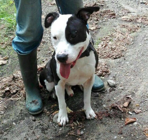 Amstaff super adulto ha tanto bisogno di trovare casa! Pavia - Foto 2