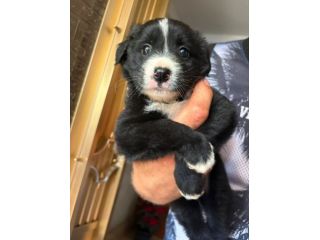 Moka cucciola