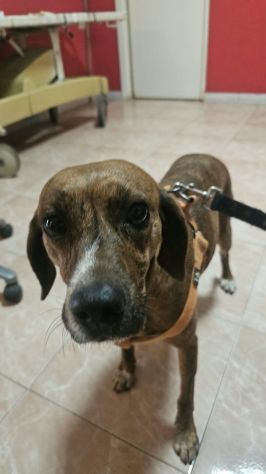 Luce: giovane segugina dolce e socievole - Foto 3