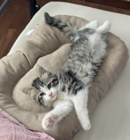 Gattina 2 mesi - Foto 2