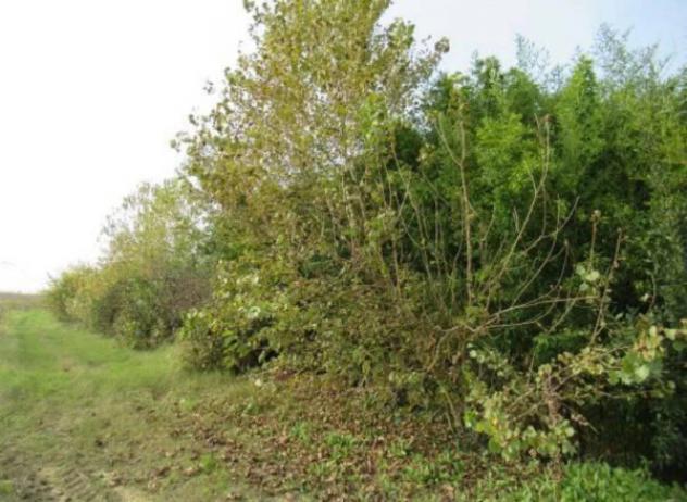 Immobile in asta di 216 m² con più di 5 locali in vendita a Pietra de' Giorgi - Foto 5