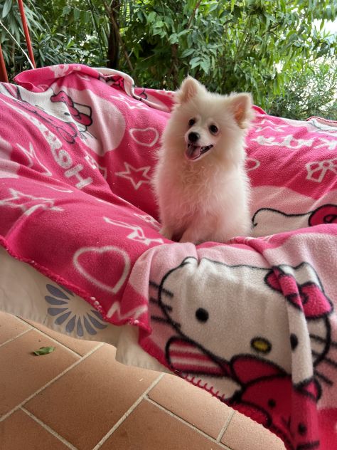 Lucy (Spitz Tedesco) - Foto 2