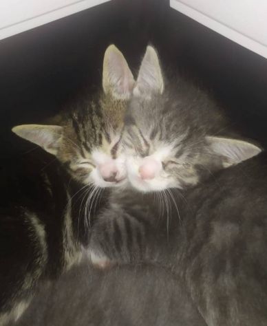 Gattino cerca famiglia - Foto 2