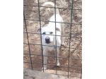 CALI' TAGLIA MEDIO CONTENUTA  ( 15 chili ) CAGNOLINO IN ADOZIONE