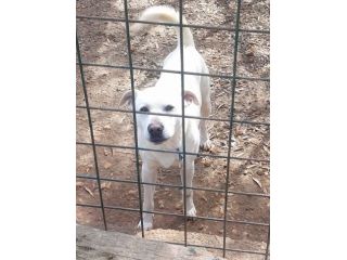 CALI' TAGLIA MEDIO CONTENUTA  ( 15 chili ) CAGNOLINO IN ADOZIONE