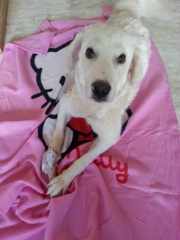 BIANCA, meravigliosa cucciolona di maremmano - Foto 2