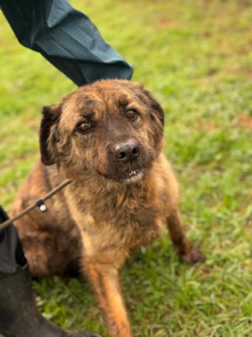 TOBY un mondo da scoprire, CANE IN ADOZIONE - Foto 3