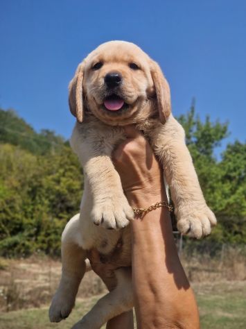 CUCCIOLI DI LABRADOR - MARINA LAB - PEDIGREE DA EXPO - Foto 2