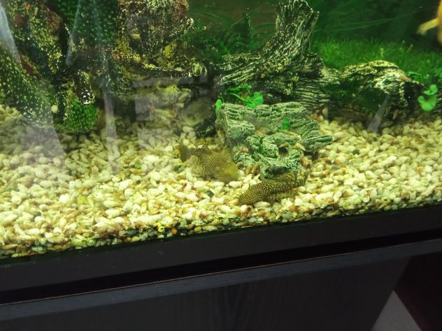 VENDO Pesci pulitore Ancistrus - Ancostrus - Hipostomus - Foto 7