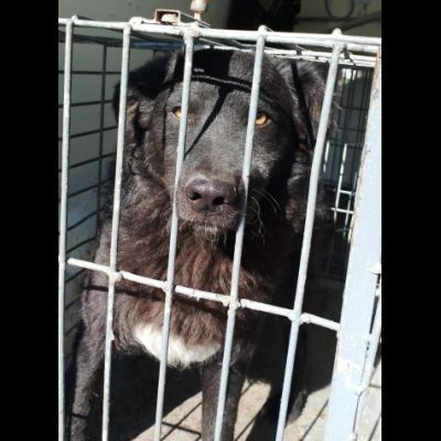 Giò Giò occhi magici, carattere splendido cane in adozione - Foto 2
