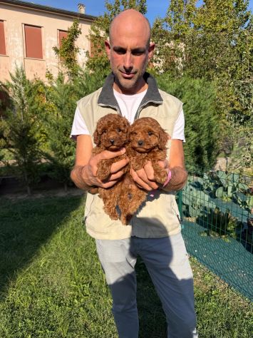 Cucciole di Barboncino Toy Red Asia - Foto 6