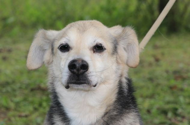 GENTILINO, tenero cagnolino - Foto 4