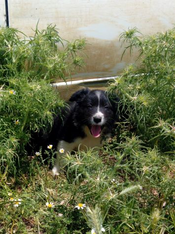Cuccioli Border Collie - Foto 5