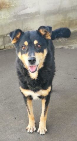 CANE IN ADOZIONE: CAFFE', taglia media. - Foto 4