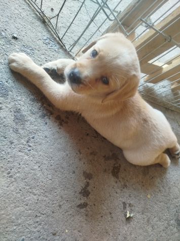 Cucciolo di Labrador Retriever - Foto 2