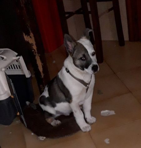 CIRO, un cucciolo meraviglioso - Foto 4