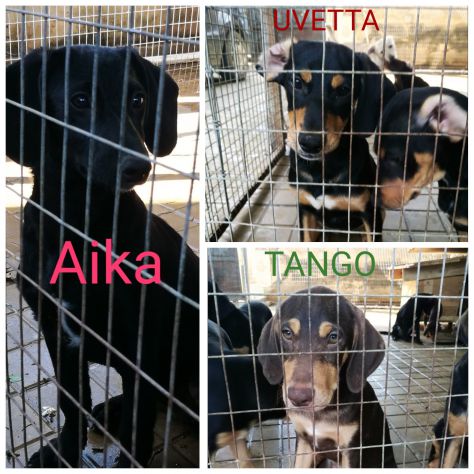 6 splendidi cuccioli taglia media - Foto 2