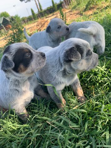 Splendidi cuccioli Australian Cattle Dog - Foto 7