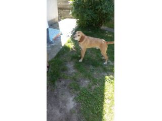 ATHOS, dolce cane senza fissa dimora